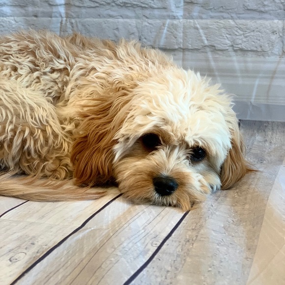 Hello! 😊 I’m Ilinca 👋🏼 Happy Poshing! 🛍 - Picture 5 of 6